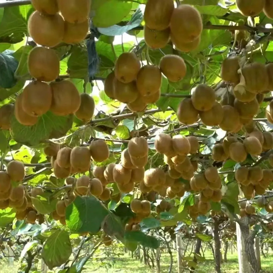 西班牙新一代门将新星拉亚与霍安-加西亚闪耀国家队